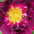 Fioletowy  - Róża francuska - Violacea